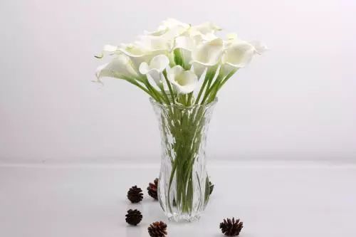 哪些植物好养一天只需要浇水,什么植物好养一个星期浇一次水