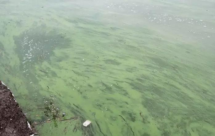 最新澳洲政策,澳籍华人最新政策