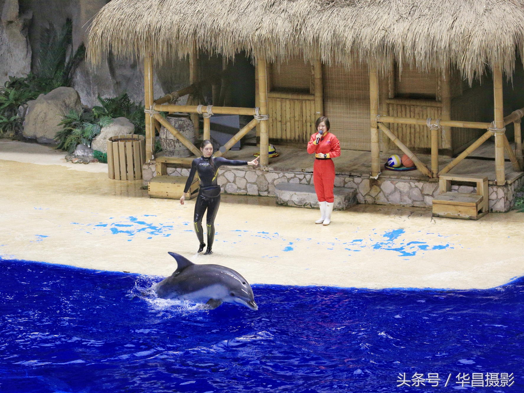 北京海洋馆海豚,北京海洋馆海豚表演时间表