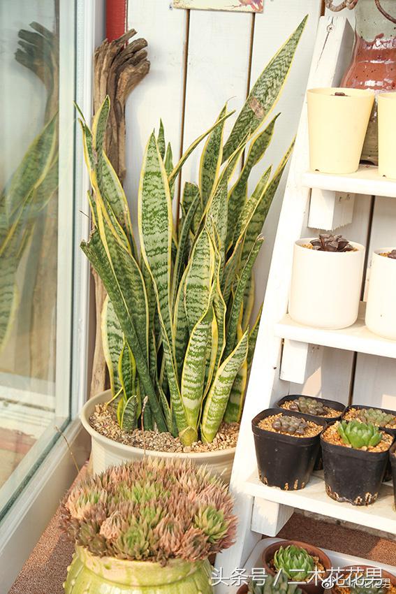 阳光房建设,怎样建造阳光房