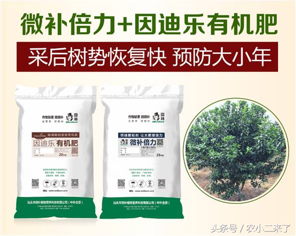 采果后使用什么肥,果园施有机肥正确方法