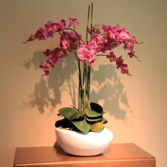 蝴蝶兰价格是多少,今年的蝴蝶兰的价格是多少