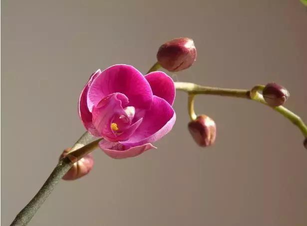 蝴蝶兰价格是多少,今年的蝴蝶兰的价格是多少