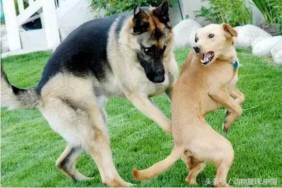 锋哥的初心训犬,锋哥的初心宠物讲解