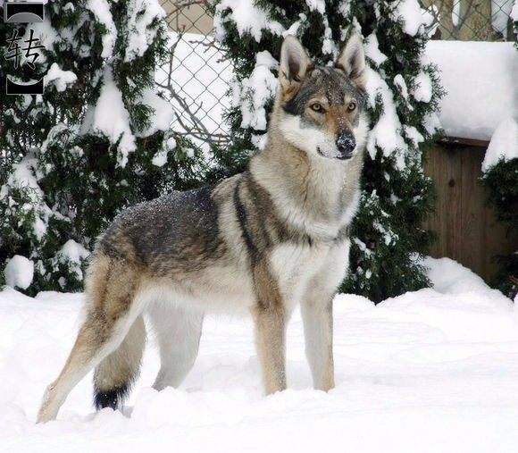 十大最名贵的犬种,世界上十大最名贵的犬种附图