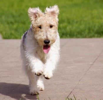 萌萌犬系列,像雪纳瑞的小型犬还有哪些