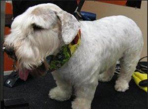 萌萌犬系列,像雪纳瑞的小型犬还有哪些