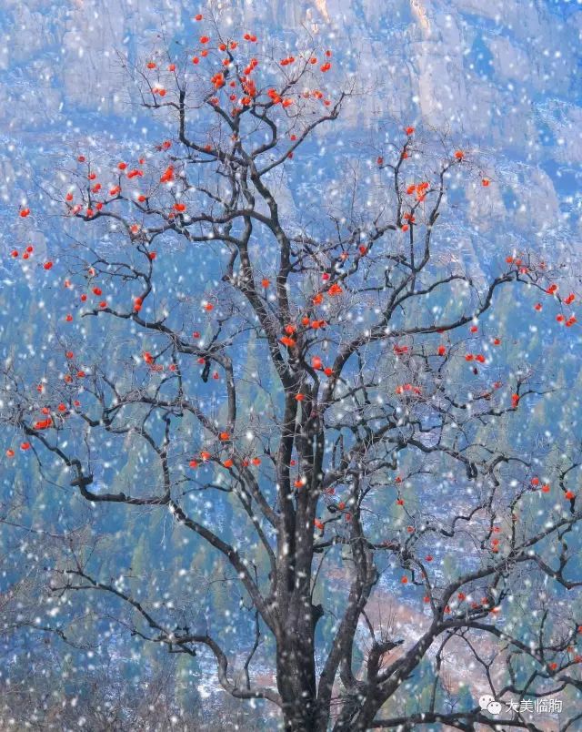 下雪了柿子红了,下雪了树枝上挂满了白雪