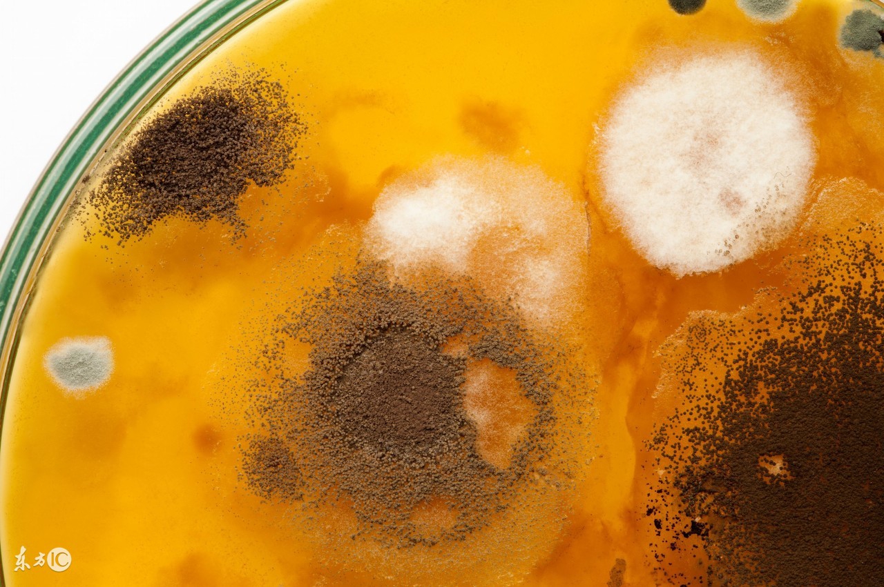 霉菌毒素对猪场影响,养猪场霉菌用什么消毒