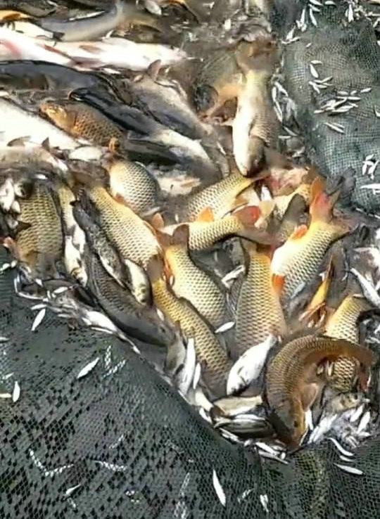 抖音直播捕鱼赚钱,3名网红直播撒网捕鱼