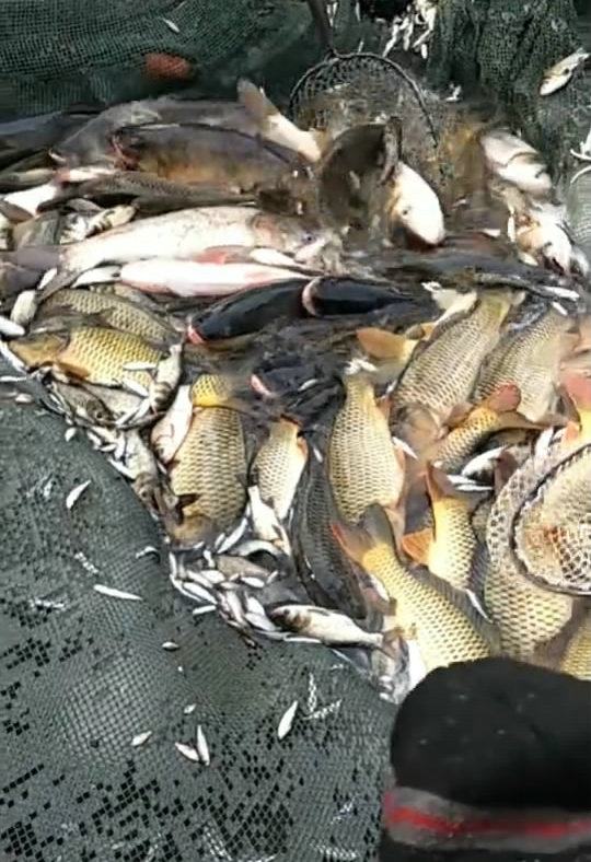 抖音直播捕鱼赚钱,3名网红直播撒网捕鱼