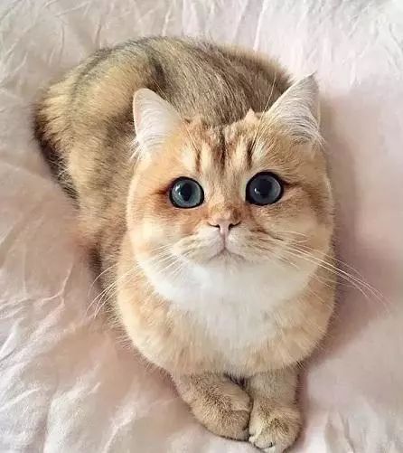 2017猫咪界全球最美面孔颁布了，第四张犹如猫界仙女下凡