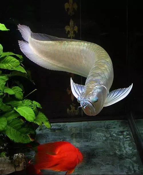 60公分龙鱼怎么喂才养出好体型,新手养龙鱼入门多少钱一条合适