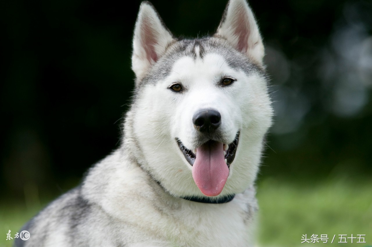 西伯利亚雪橇犬跟哈士奇的区别,哈士奇西伯利亚雪橇犬简称二哈