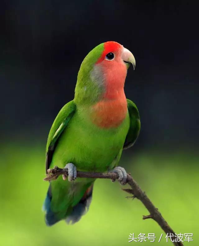 蜘蛛吊财神到有道理吗,吊蜘蛛预示什么