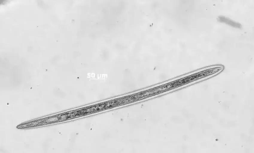 最新澳洲政策,澳籍华人最新政策