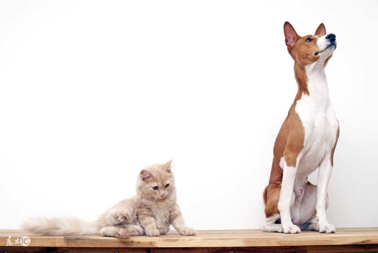宠物猫体重年龄对照表,宠物猫体重与每日喂食量对照表图