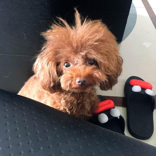 泰迪外出回来咬自己脚毛,一回家泰迪激动的咬手