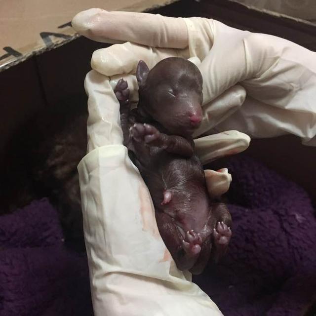 泰迪外出回来咬自己脚毛,一回家泰迪激动的咬手