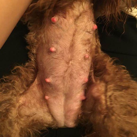 泰迪外出回来咬自己脚毛,一回家泰迪激动的咬手