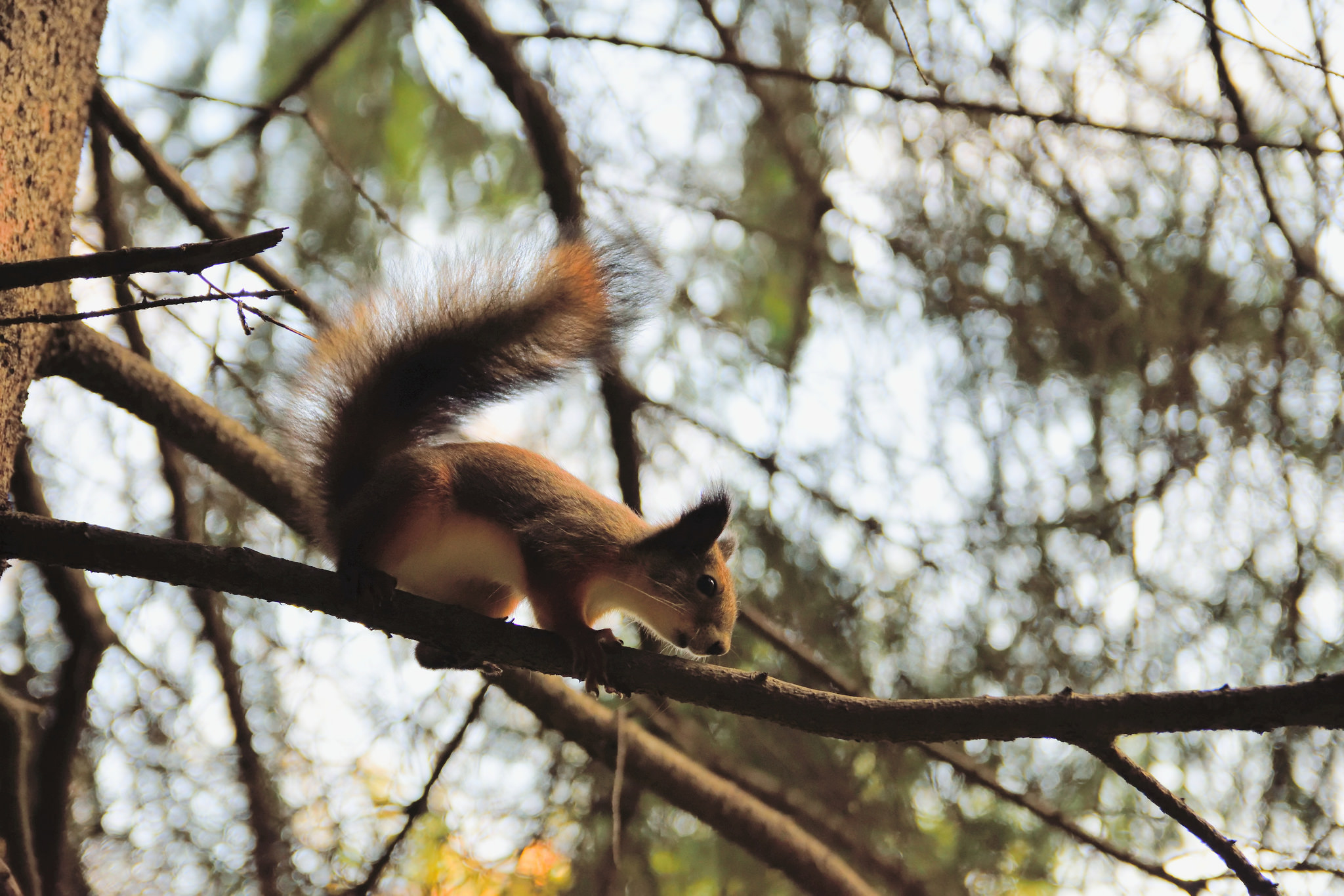 为什么家里养的松鼠总爱啃家具？应该怎么办？