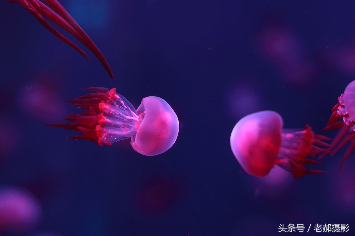 五彩斑斓的蝌蚪长什么样,不同颜色的蝌蚪