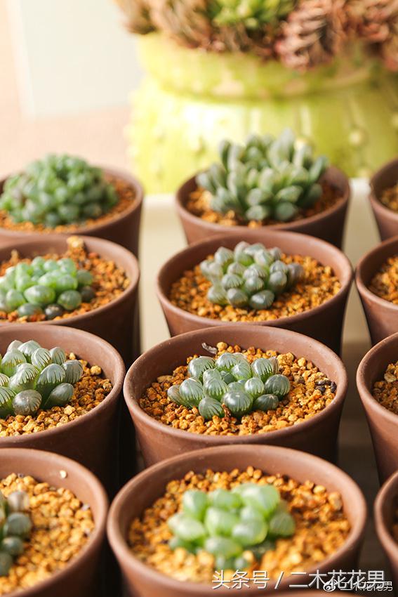 阳光房建设,怎样建造阳光房