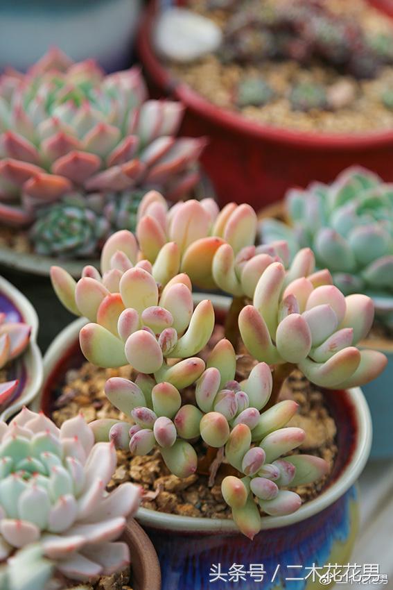 阳光房建设,怎样建造阳光房