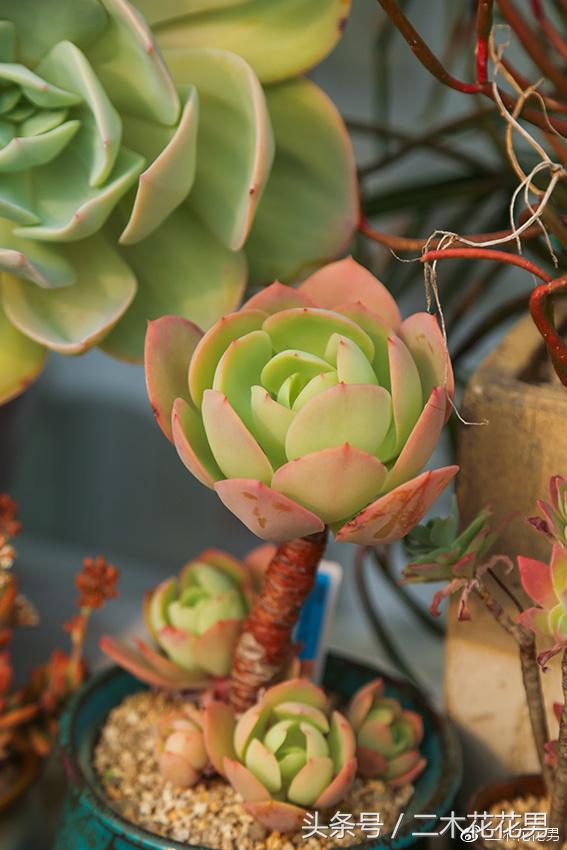 阳光房建设,怎样建造阳光房