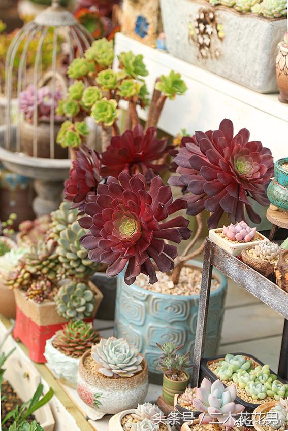 阳光房建设,怎样建造阳光房