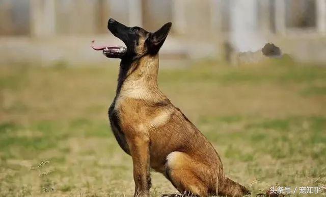 犬界精英——马犬,警察叔叔最爱它