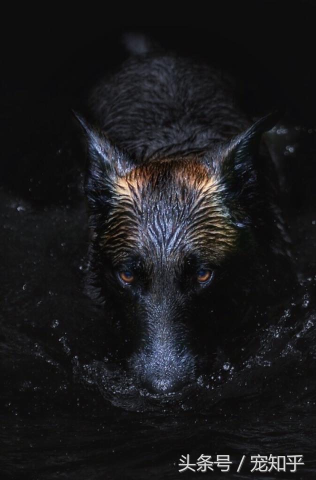 犬界精英——马犬,警察叔叔最爱它