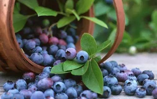 浙江采摘瓜果亲子游方案,金华采摘游最强攻略