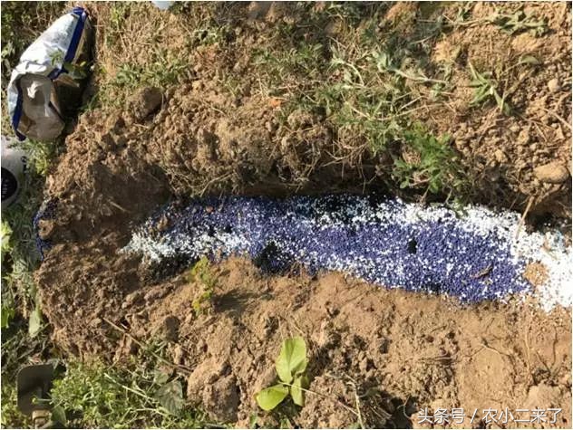 采果后使用什么肥,果园施有机肥正确方法