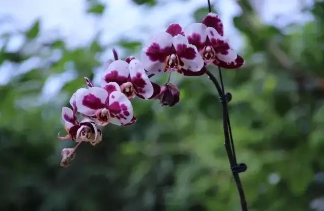 蝴蝶兰价格是多少,今年的蝴蝶兰的价格是多少