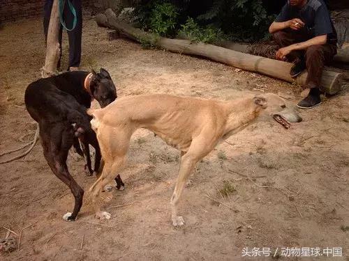 锋哥的初心训犬,锋哥的初心宠物讲解