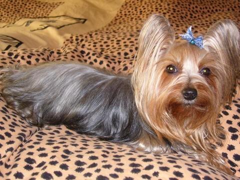 萌萌犬系列,像雪纳瑞的小型犬还有哪些