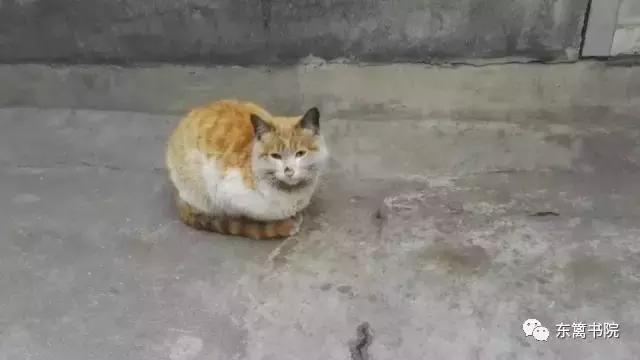 姑父和姑姑之间的亲情,姑父和侄子之间的亲情