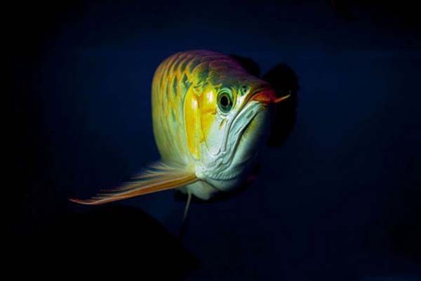 怎么选好的龙鱼,好的金龙鱼具备哪些特征