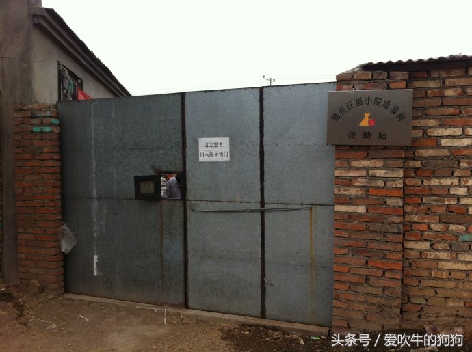 狗狗冠状加细小能治好吗,幼犬狗狗得冠状病治愈率高吗