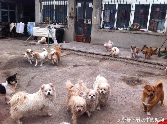 狗狗冠状加细小能治好吗,幼犬狗狗得冠状病治愈率高吗