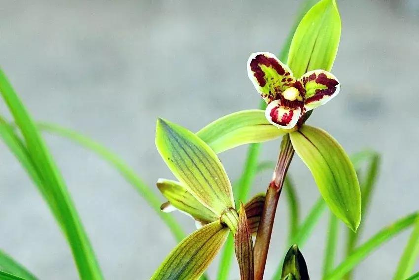 为什么兰花花苞会消苞呢,兰花春化中花苞停止生长