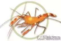 自己繁殖海水观赏虾,海水观赏虾最耐高温