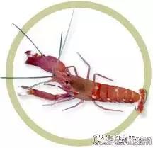 自己繁殖海水观赏虾,海水观赏虾最耐高温