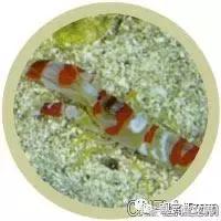 自己繁殖海水观赏虾,海水观赏虾最耐高温