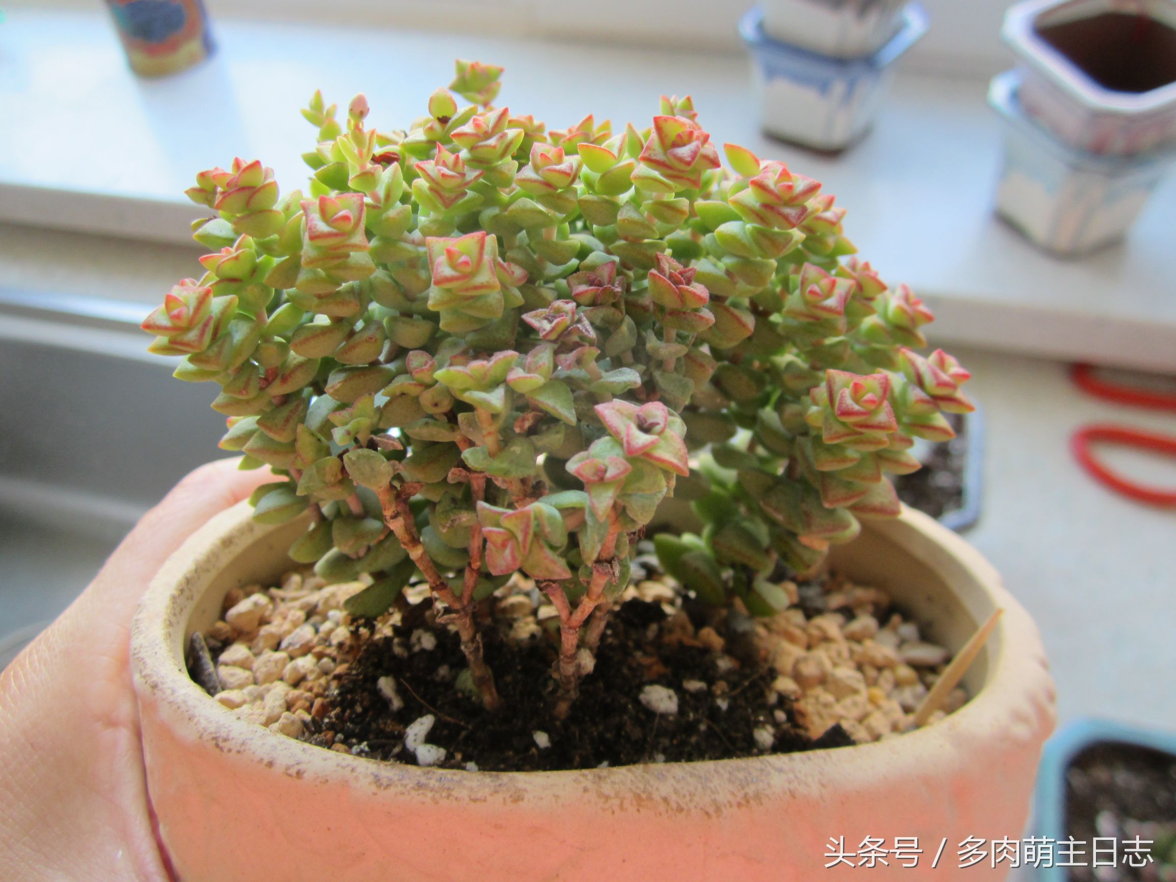 挽救濒临死亡的多肉,如何挽救一株快死的多肉
