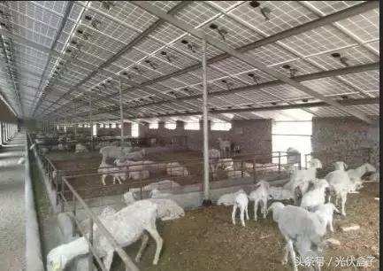 光伏农业基础知识,光伏农业项目经典案例