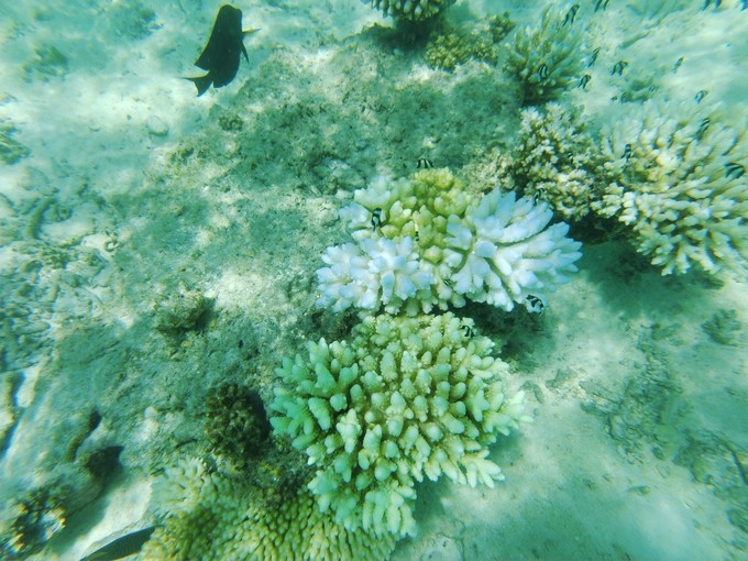 蜜月马尔代夫选岛攻略,马尔代夫情侣游