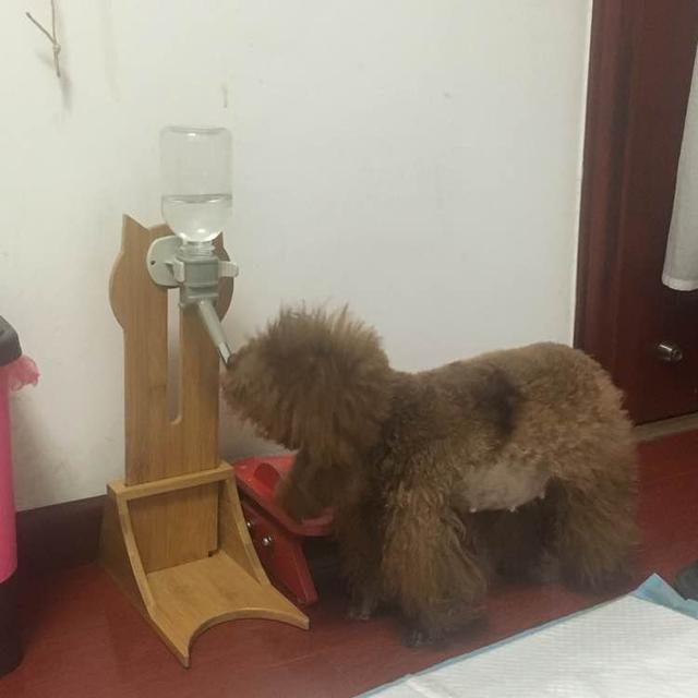 泰迪外出回来咬自己脚毛,一回家泰迪激动的咬手