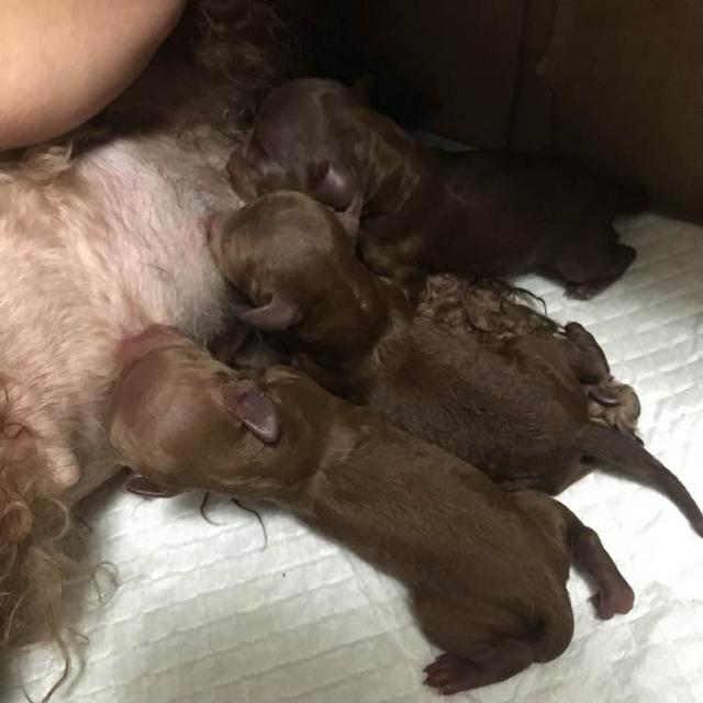 泰迪外出回来咬自己脚毛,一回家泰迪激动的咬手